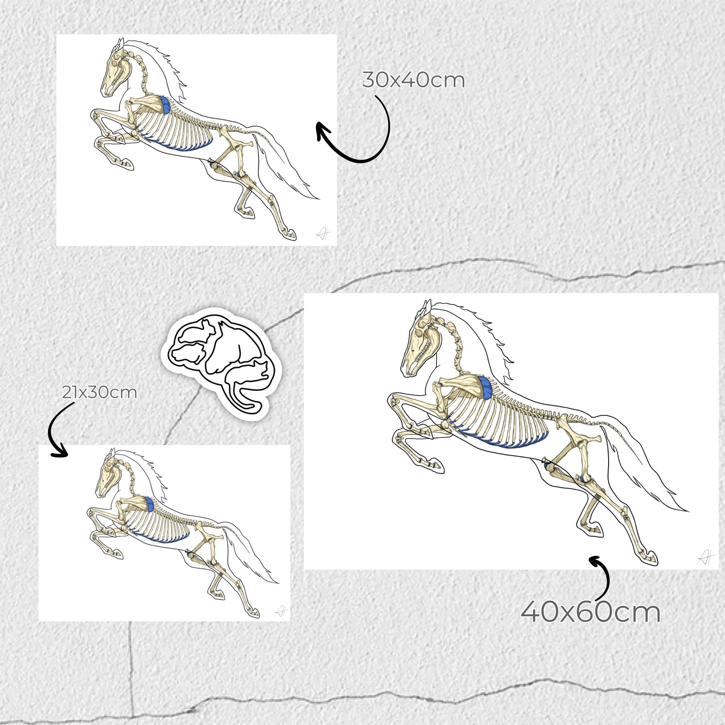 Planche anatomique Ostéologie du cheval