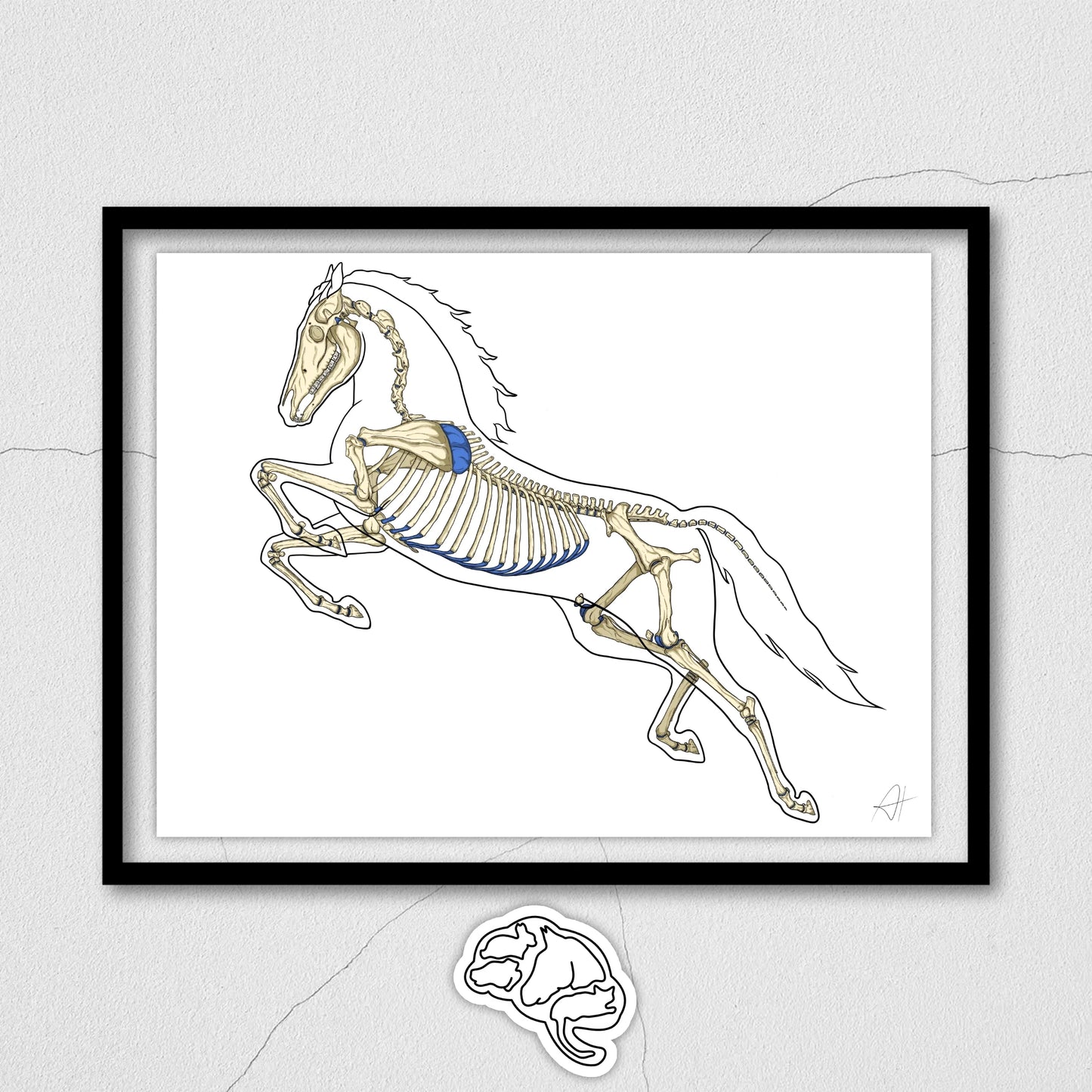 Planche anatomique Ostéologie du cheval