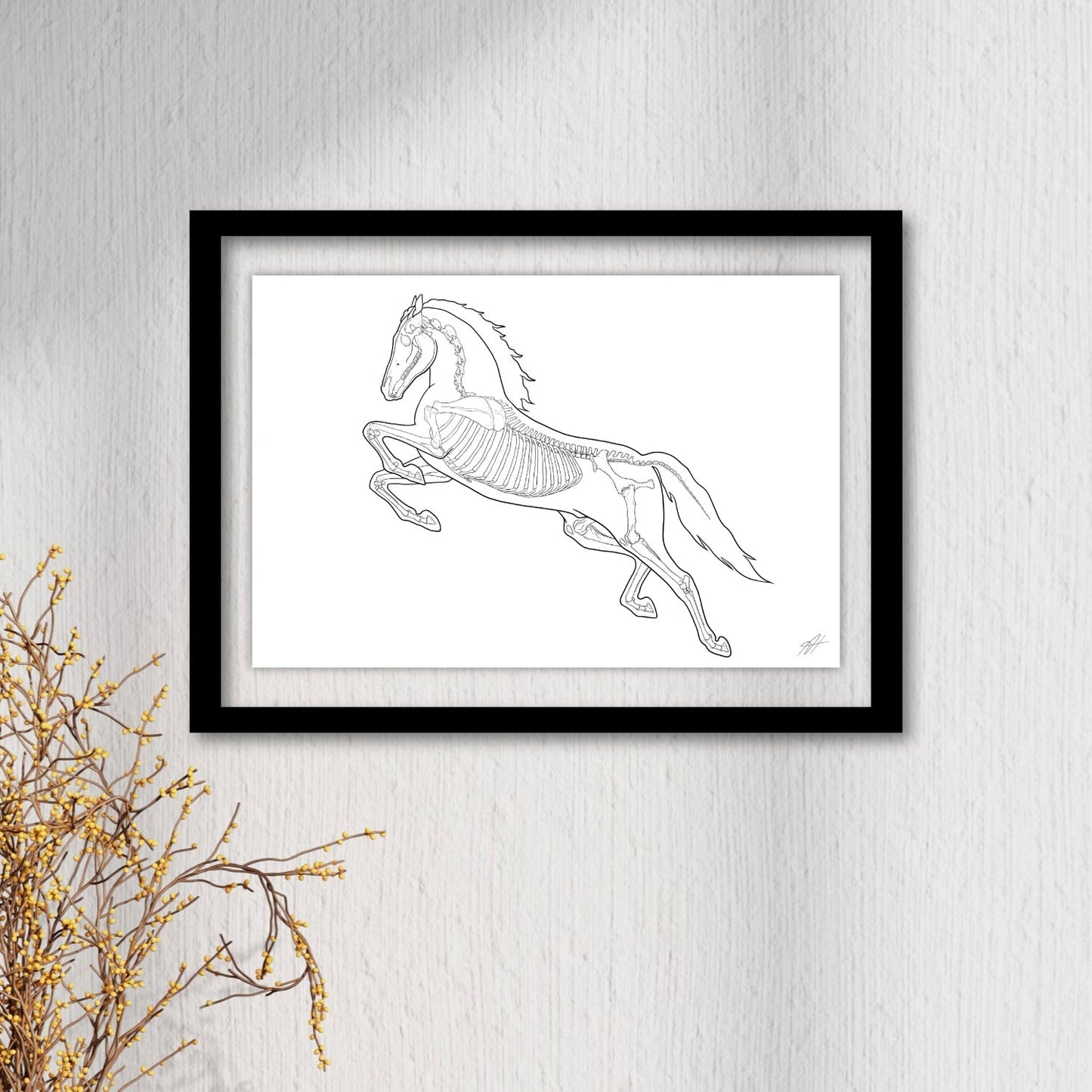 Planche anatomique Ostéologie du cheval