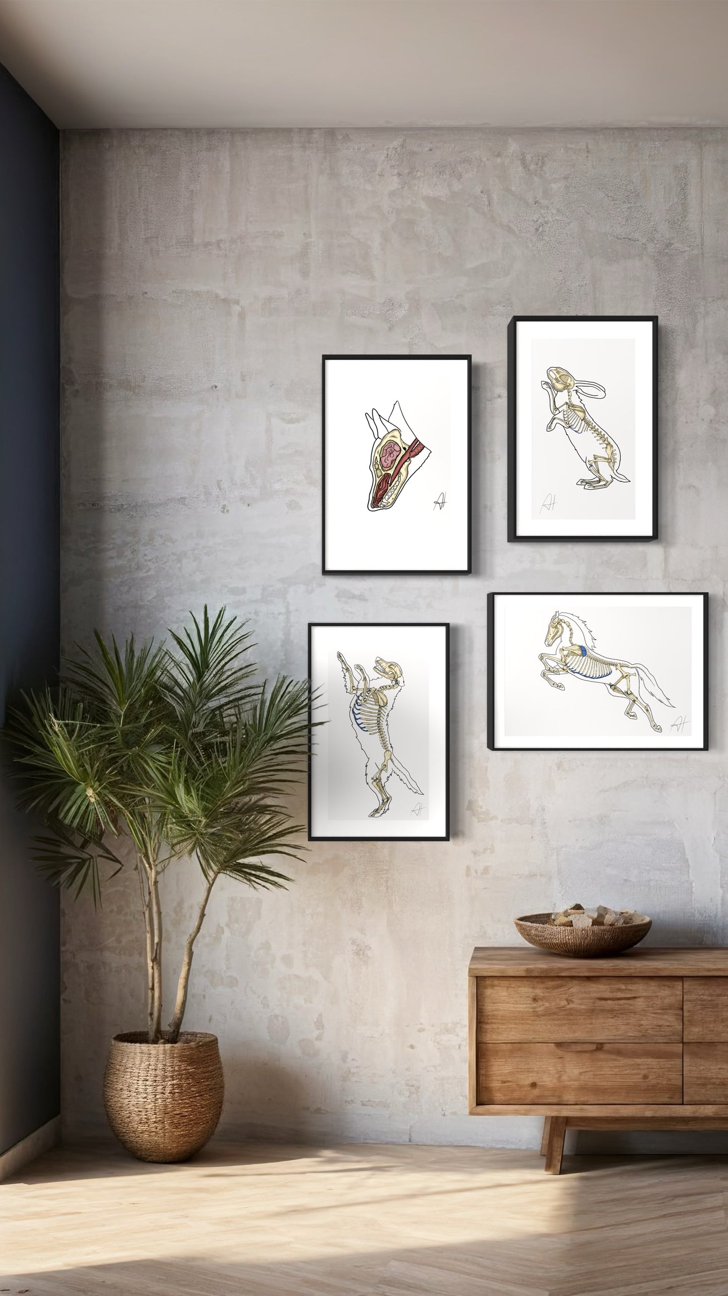 Planche anatomique Système Olfactif du chien