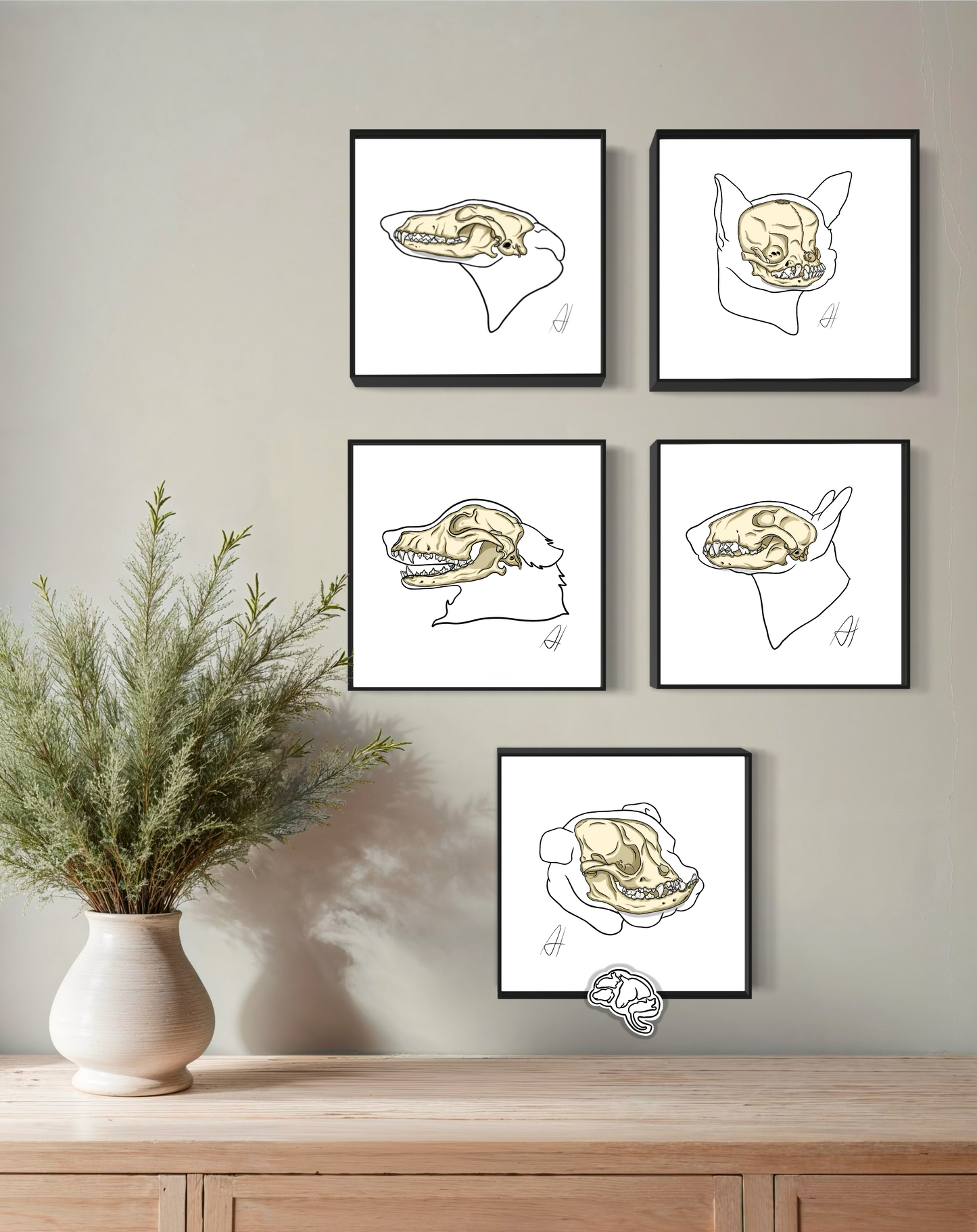 Planche anatomique Ostéologie crânienne Bull Terrier