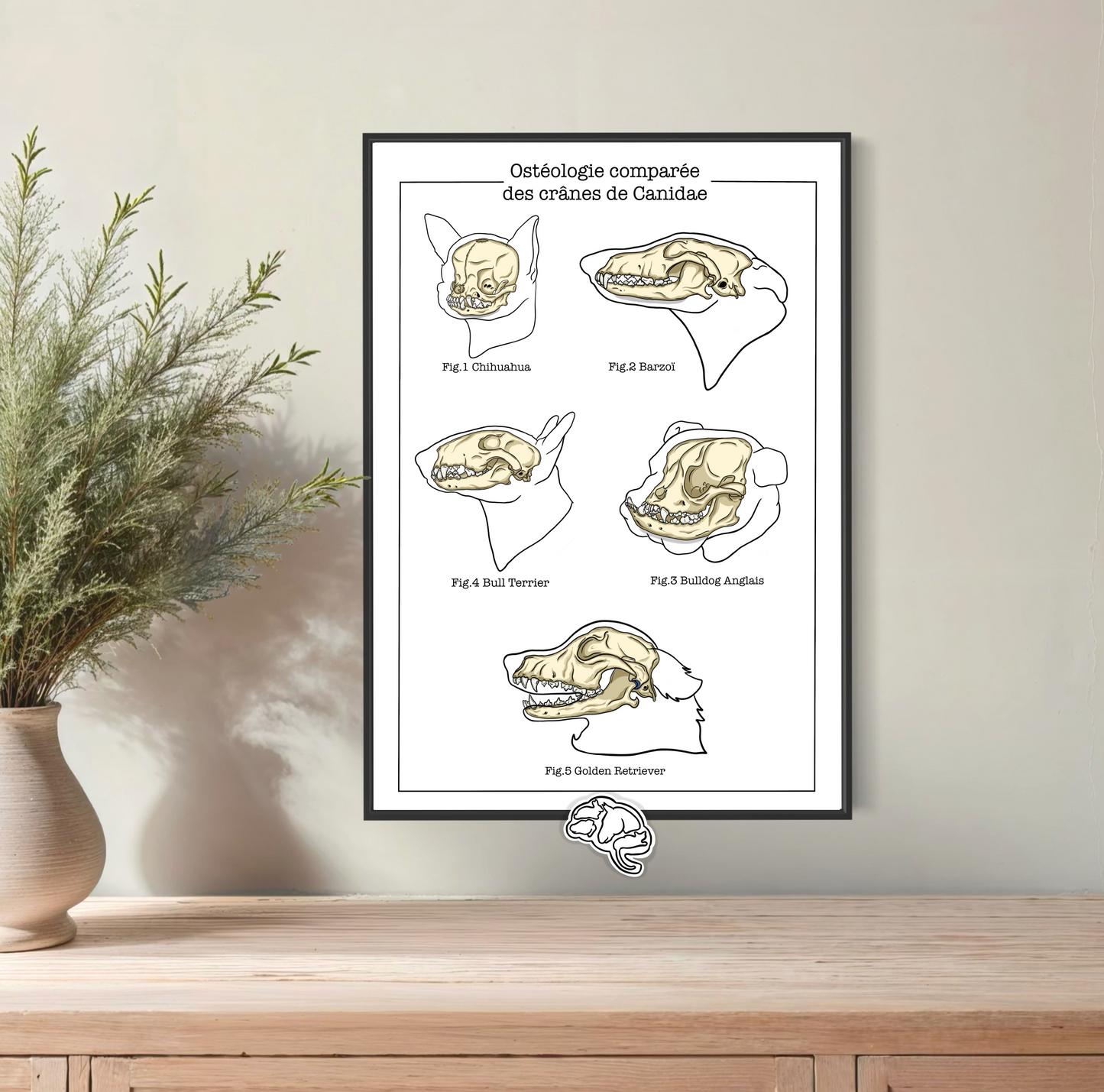 Planche anatomique Ostéologie comparée des crânes de canidae