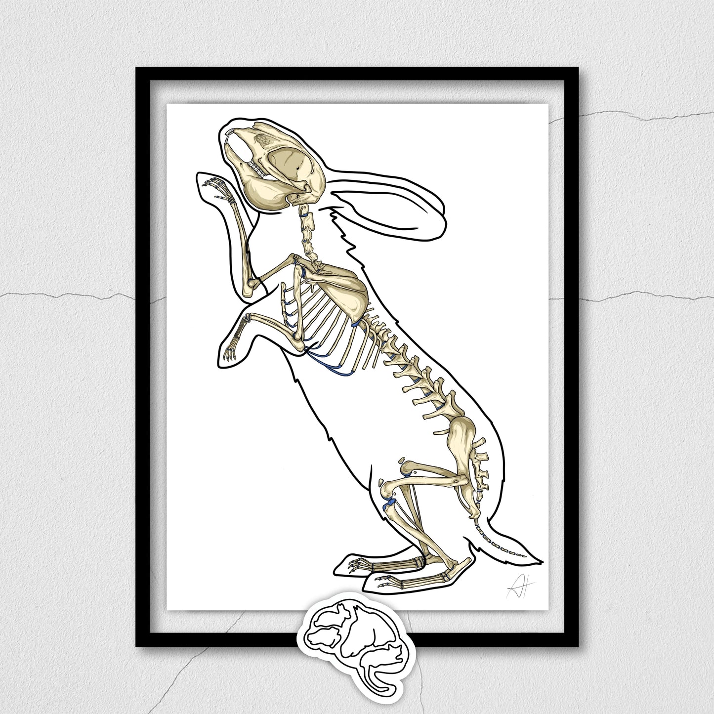 Planche anatomique Ostéologie du lapin