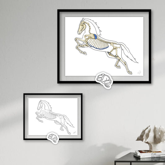 Planche anatomique Ostéologie du cheval
