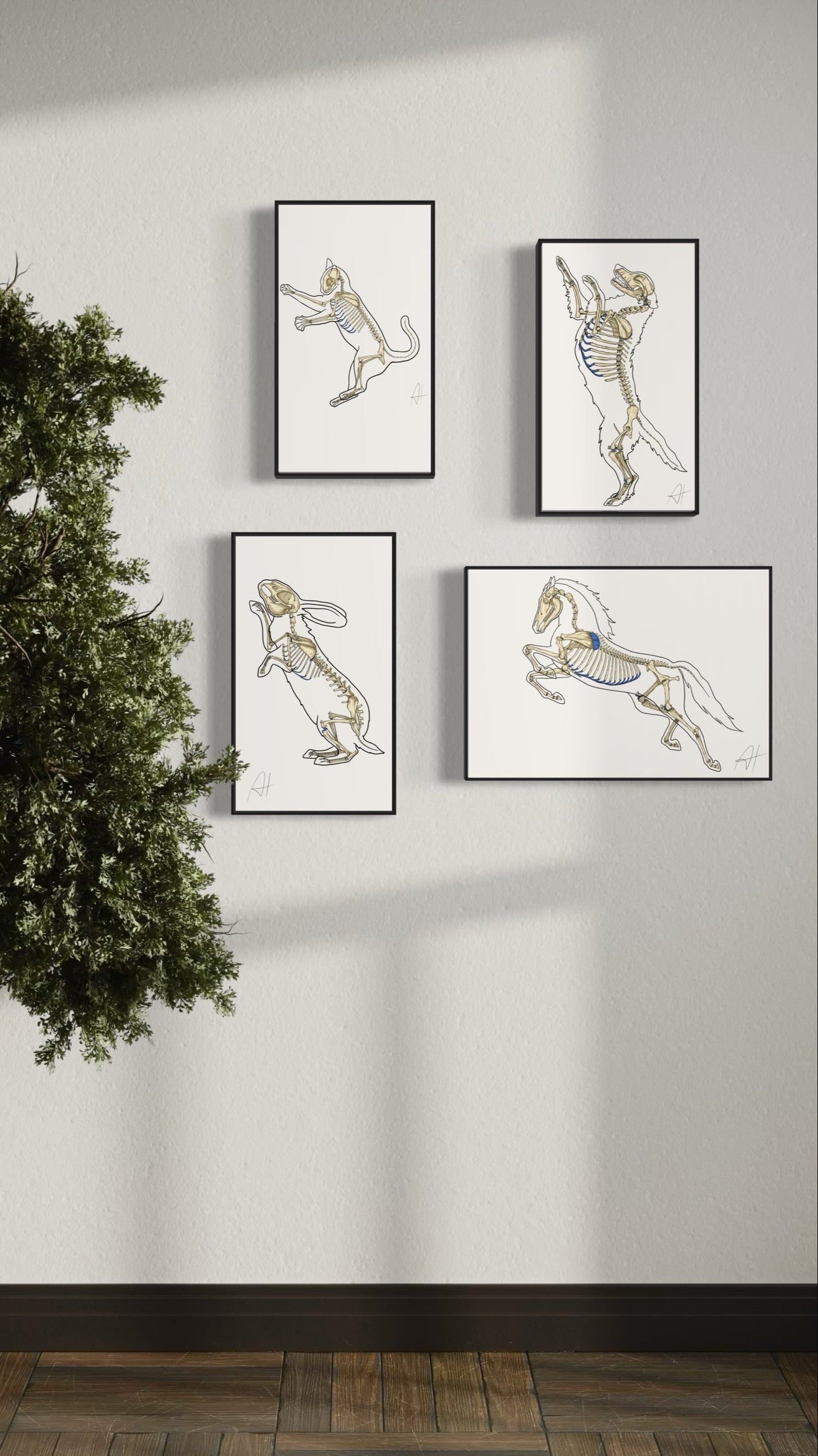 Planche anatomique Ostéologie du cheval