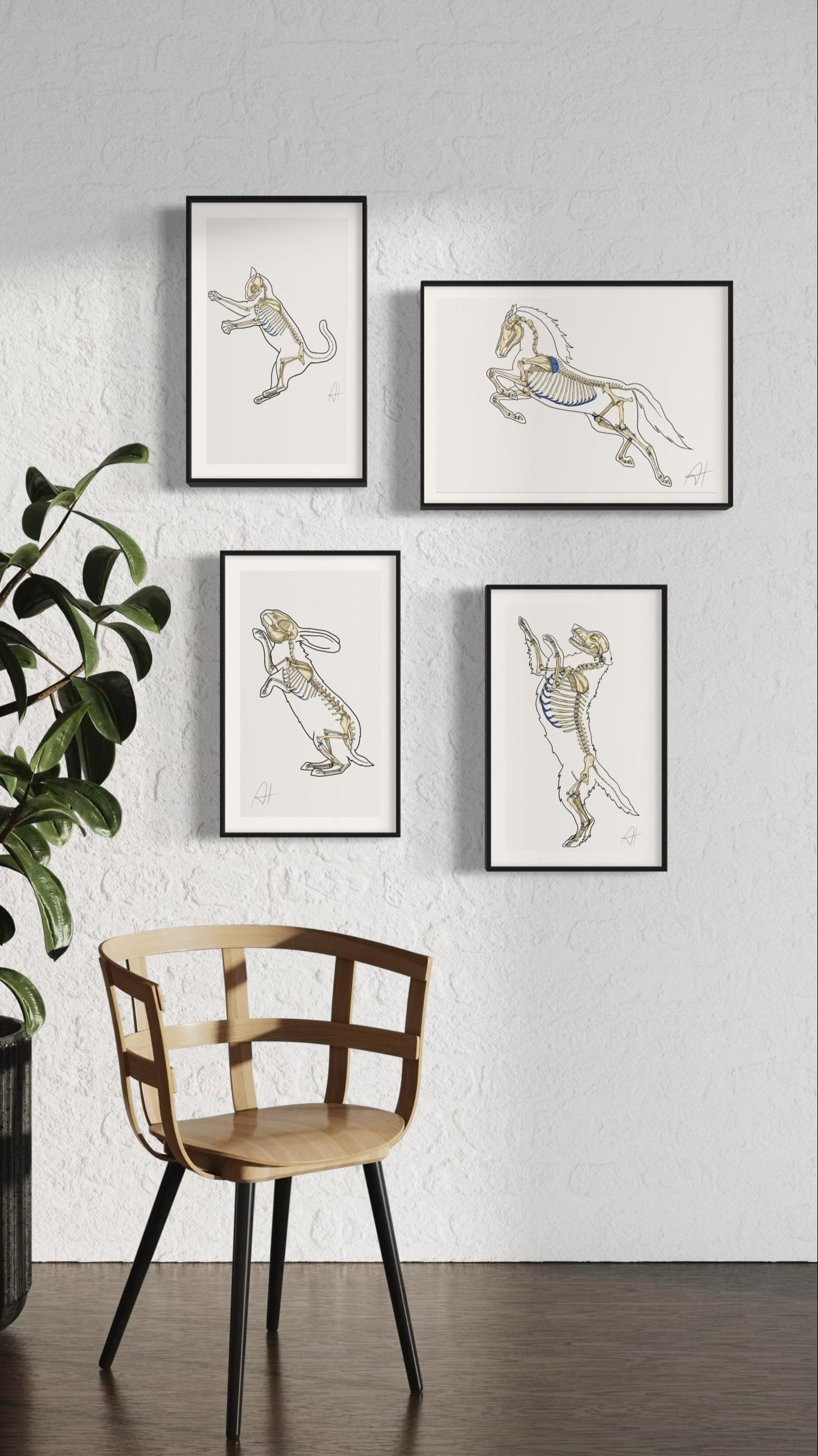 Planche anatomique Ostéologie du chat