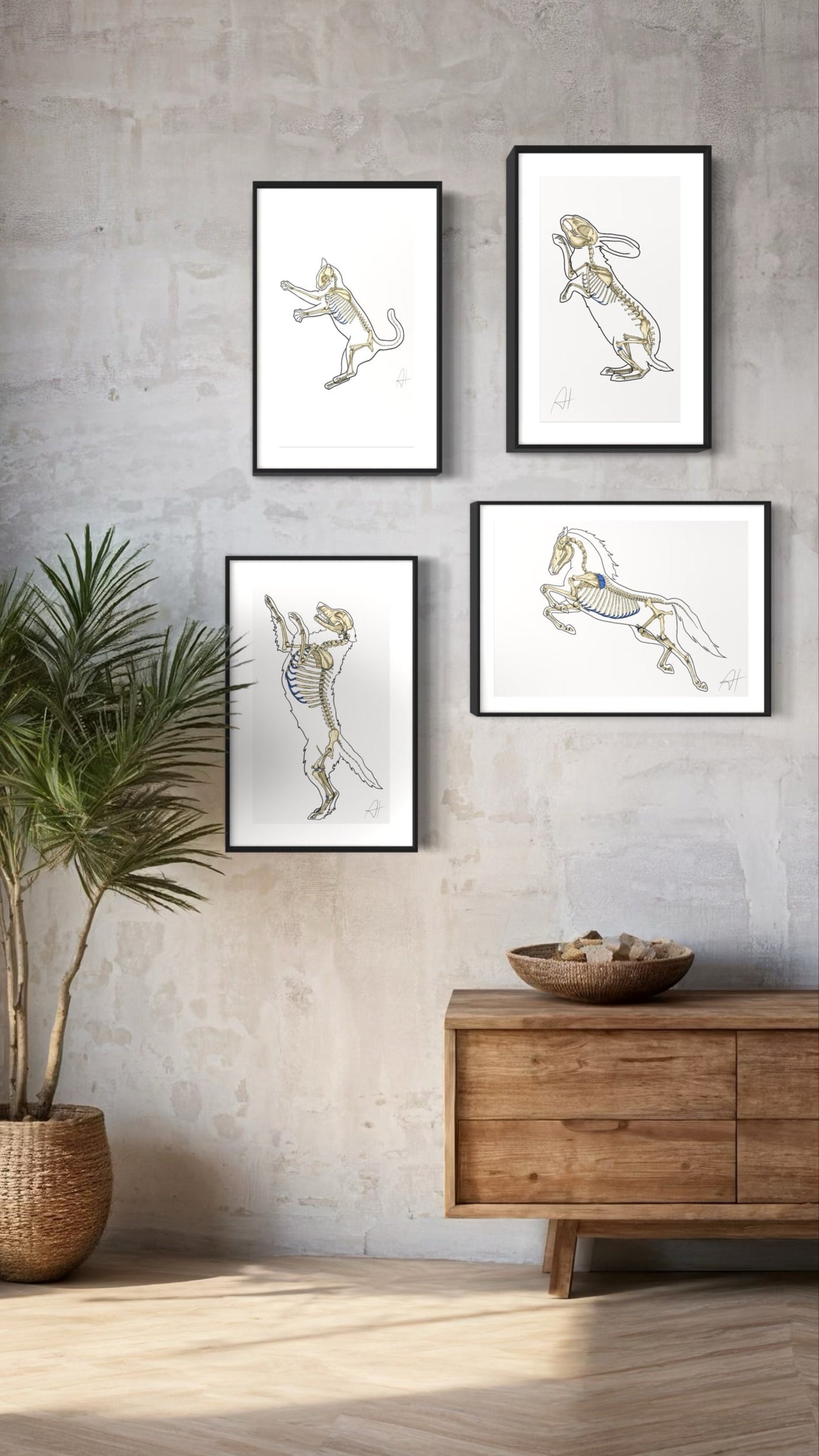 Planche anatomique Ostéologie du lapin