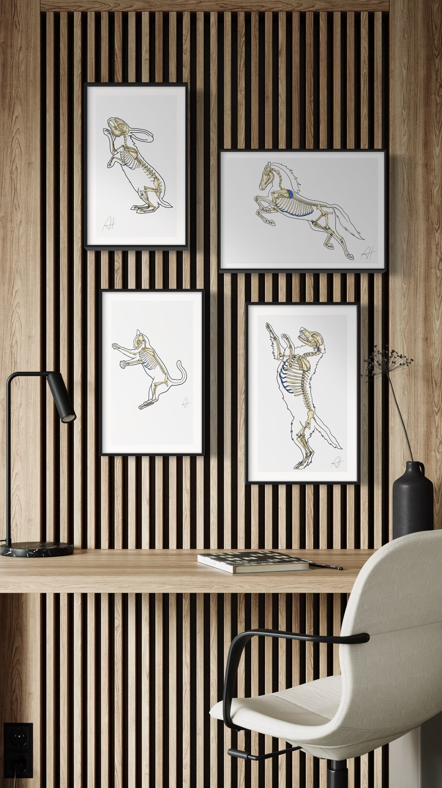 Planche anatomique Ostéologie du chien