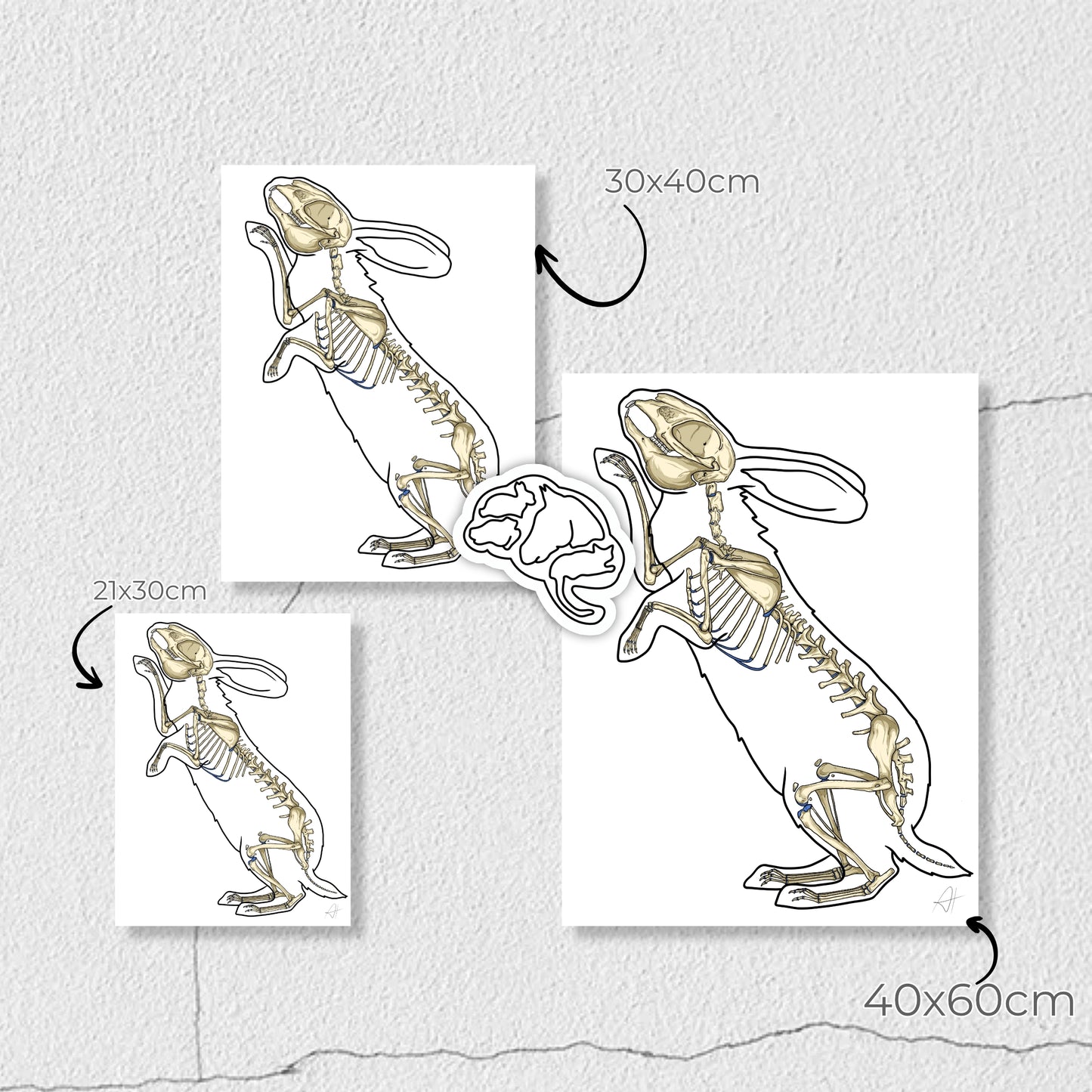 Planche anatomique Ostéologie du lapin