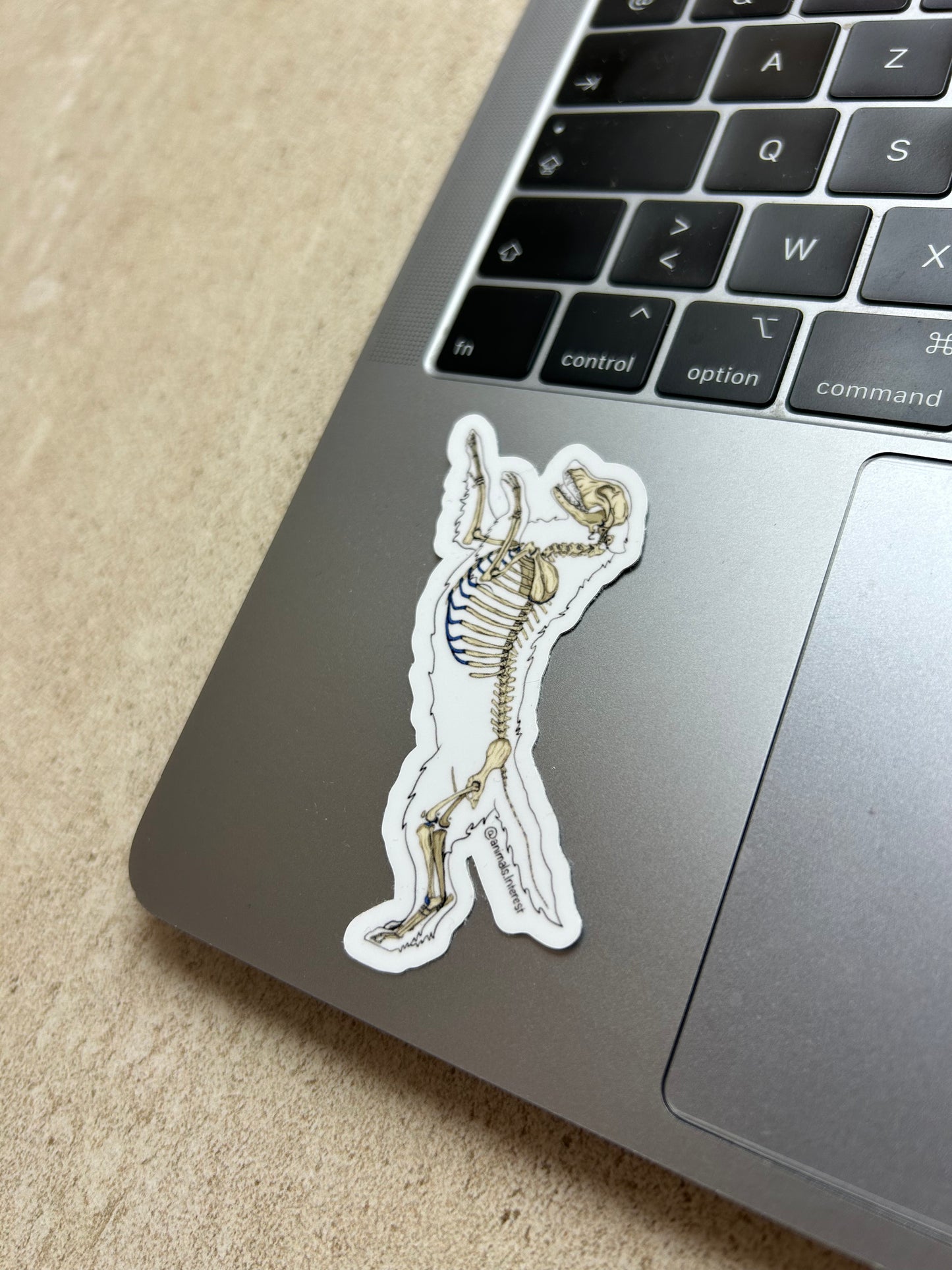 PACK OSTEOLOGIE - Sticker Garanti sans OCD