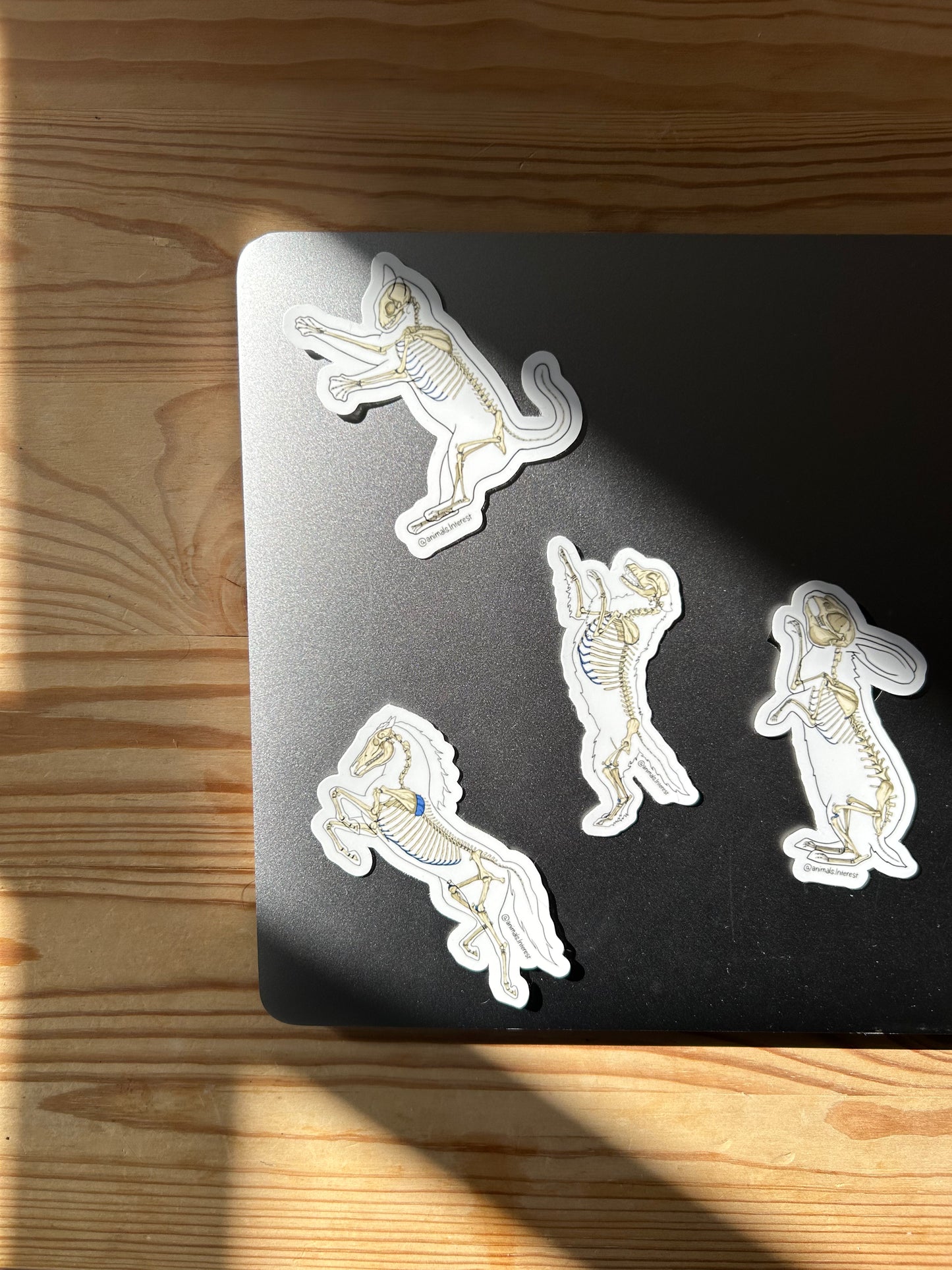 PACK OSTEOLOGIE - Sticker Garanti sans OCD