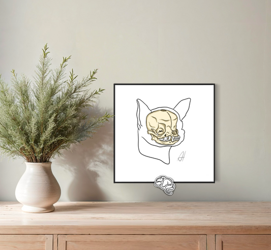 Planche anatomique Ostéologie crânienne Chihuahua