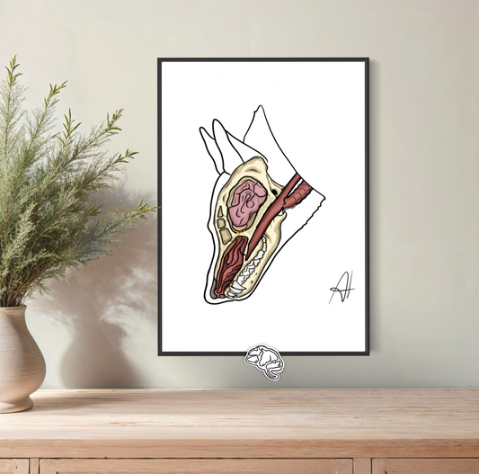 Planche anatomique Système Olfactif du chien