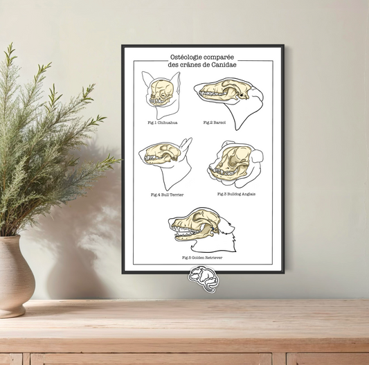 Planche anatomique Ostéologie comparée des crânes de canidae
