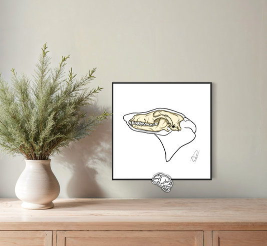 Planche anatomique Ostéologie crânienne Barzoî