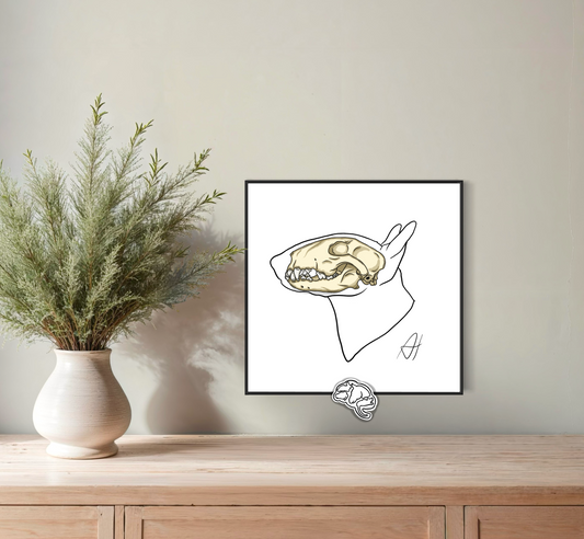 Planche anatomique Ostéologie crânienne Bull Terrier