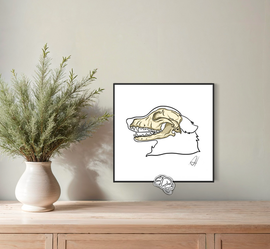 Planche anatomique Ostéologie crânienne Golden Retriever