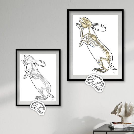 Planche anatomique Ostéologie du lapin